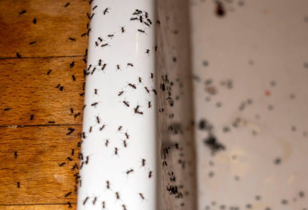 Best Rat Extermination Near Me  in Hackberry, TX