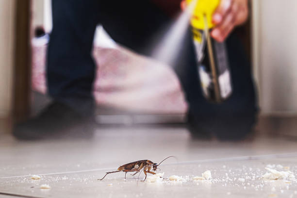 Best Bed Bug Extermination  in Hackberry, TX