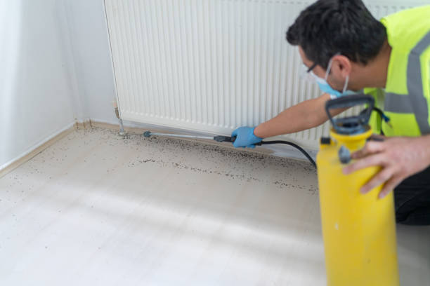 Best Affordable Pest Control Services  in Hackberry, TX